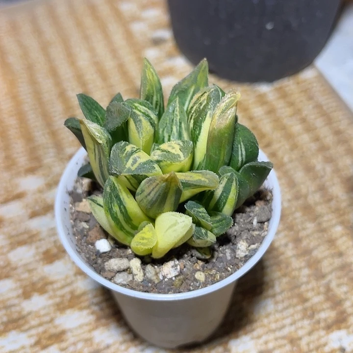 无花朵寿锦群生一物一拍