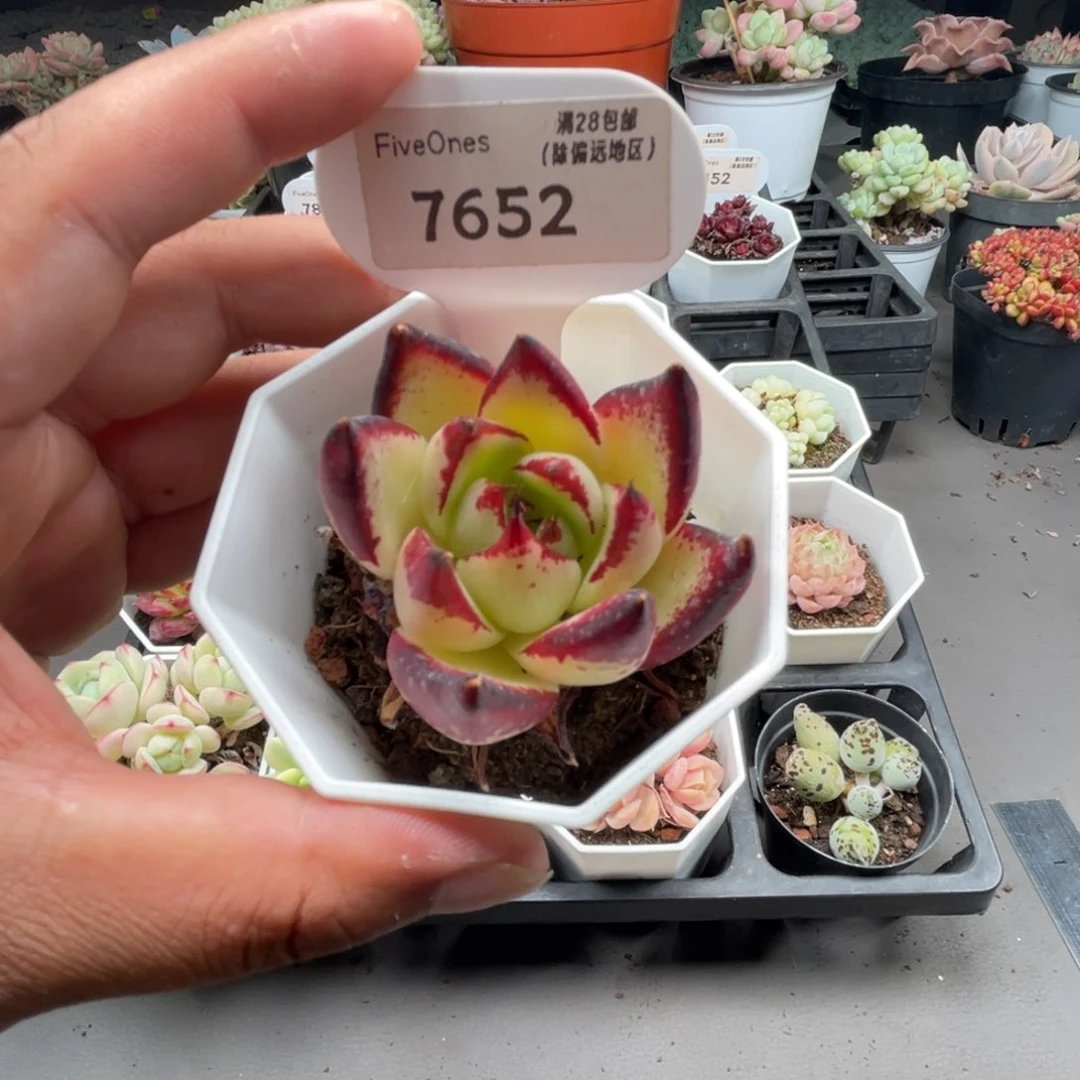 7652乌木5.0厘米