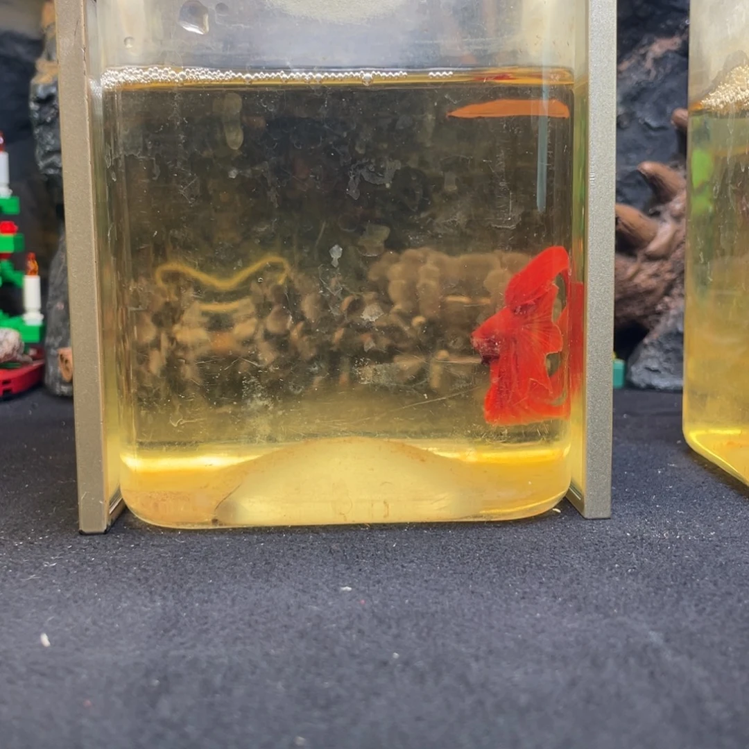 斗鱼鱼次元一月四日竞价