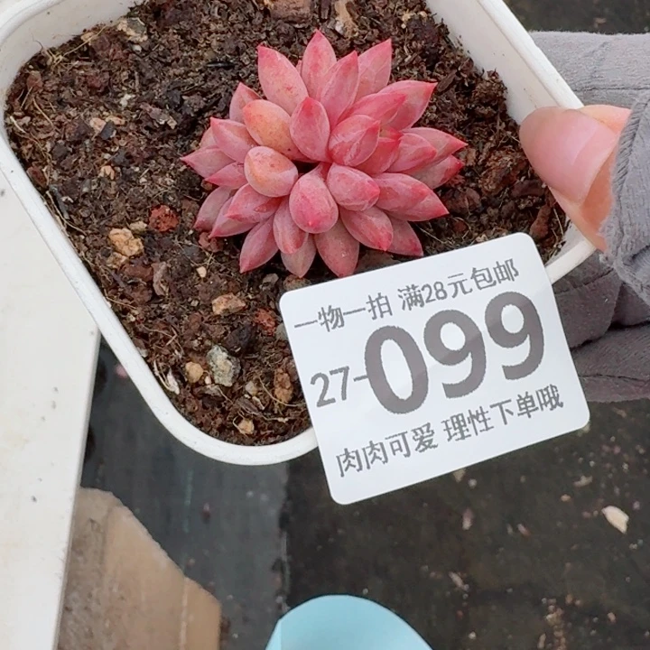 金鱼姬多肉多肉无盆土无盆