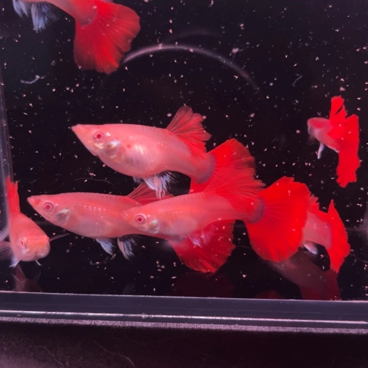 孔雀鱼清缸折扇白子7条