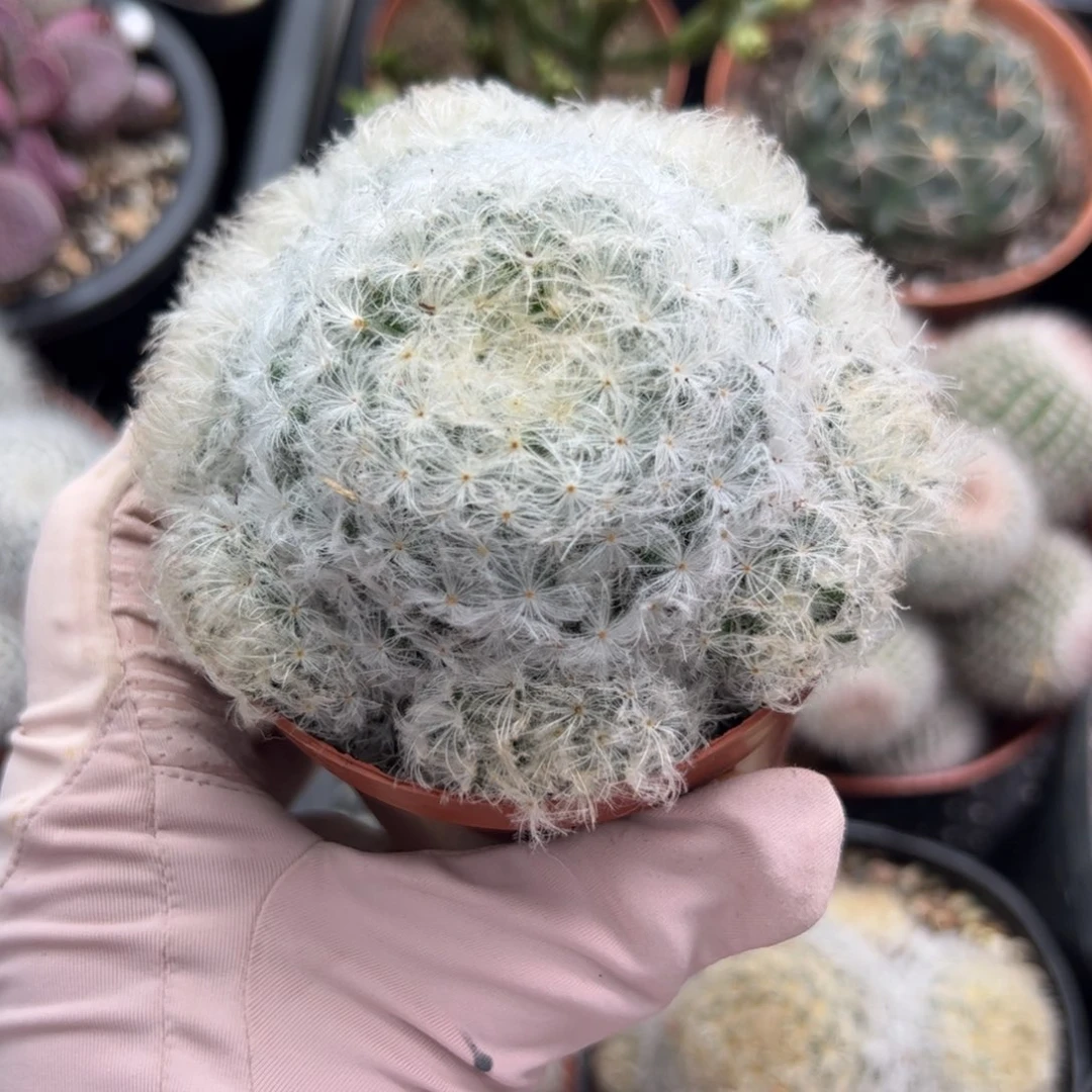 屿*096 满38包邮非偏远