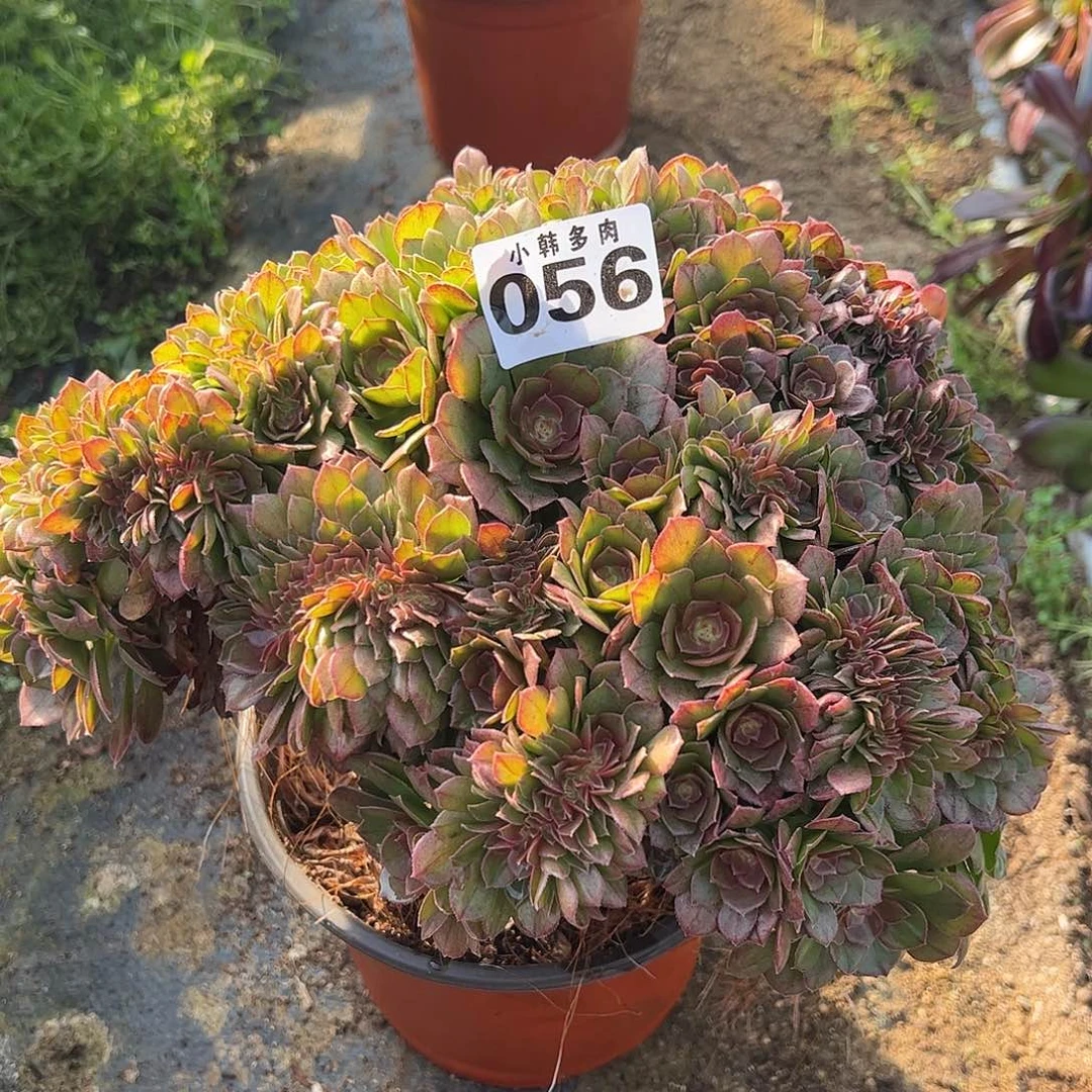 056万圣节缀化法师