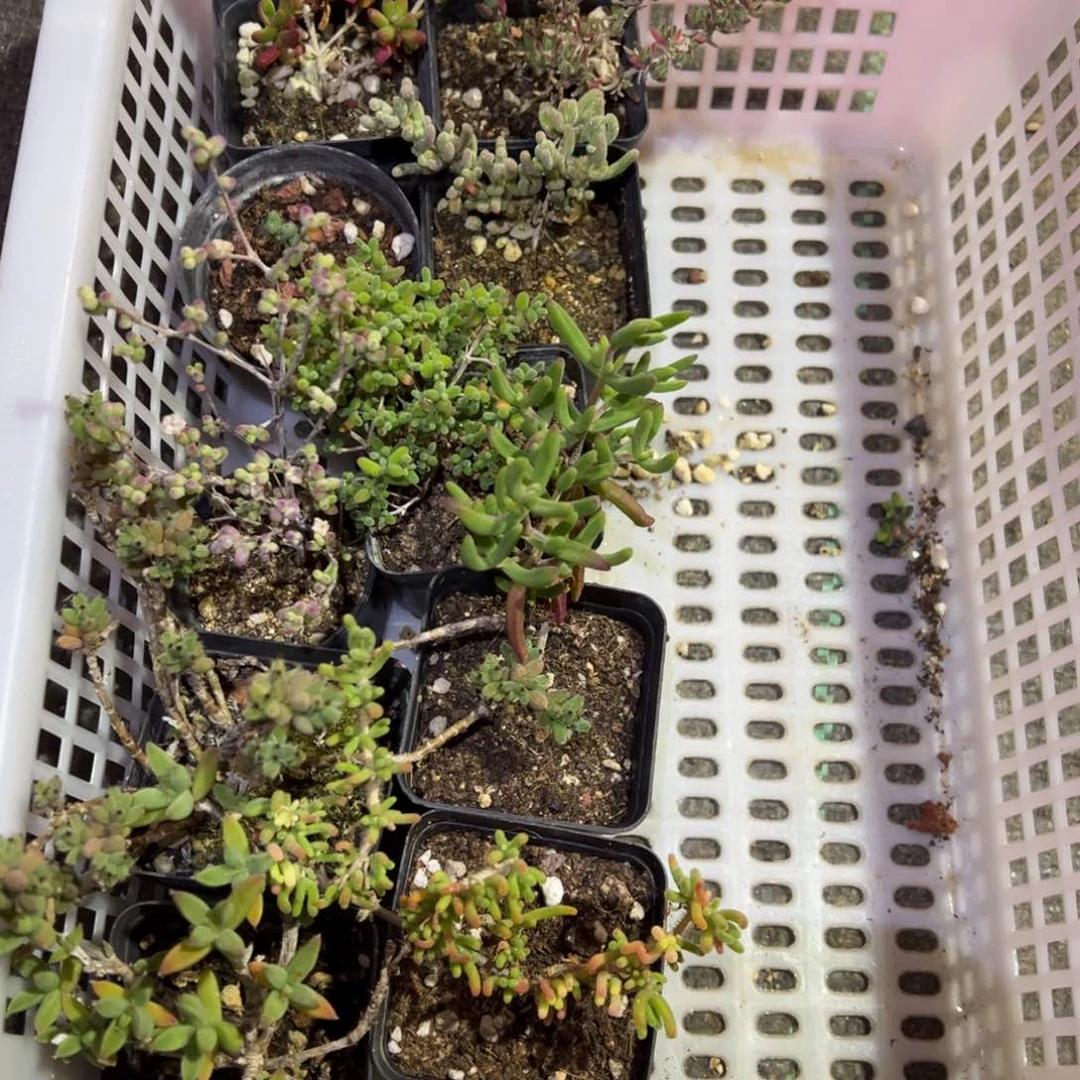 新手套餐老桩10个品种