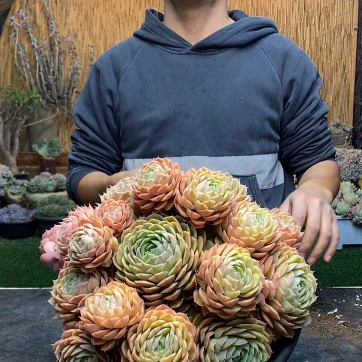 木***槿70号昂斯诺多肉植物