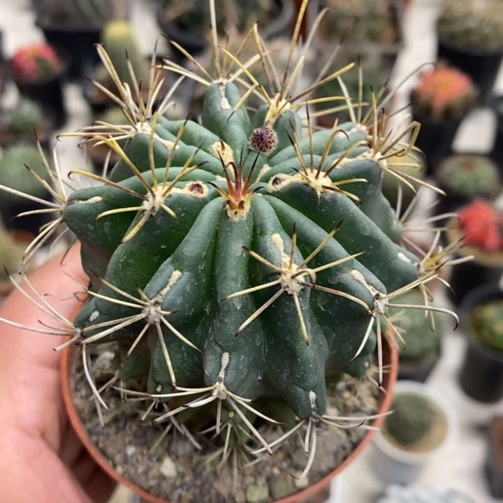 实生黑罗莎特价福利