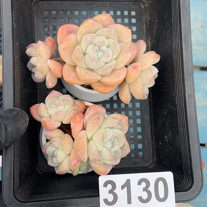 3130，俩个四头冰玉带盆发