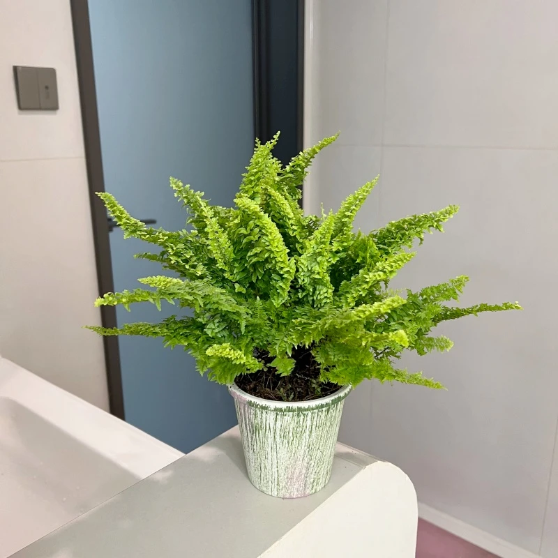 【喜阴】棉花糖蕨蕾丝蕨盆栽浴室洗手台耐阴盆栽客厅办公室四季常青