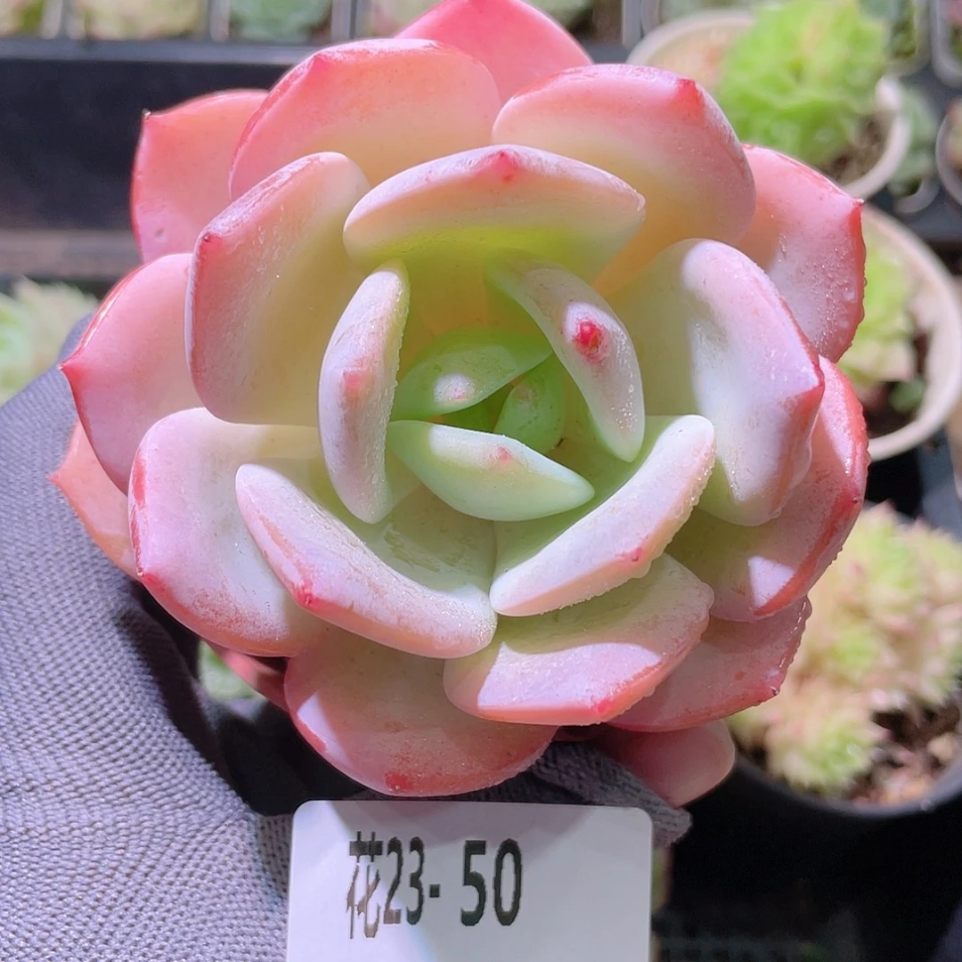 花利美23-50白月梦露