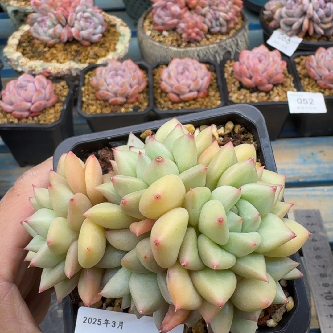 081象牙群无砍10cm（满28包邮）