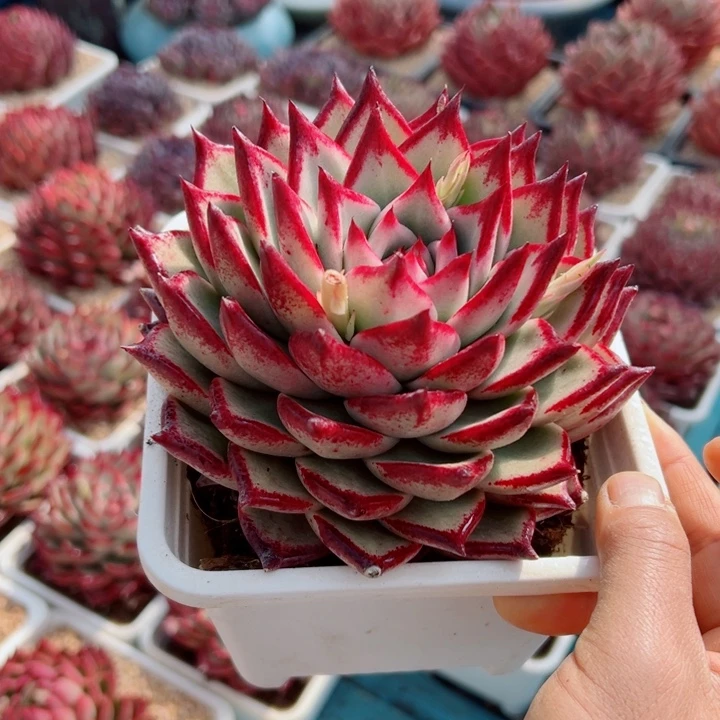 精品多肉植物老桩