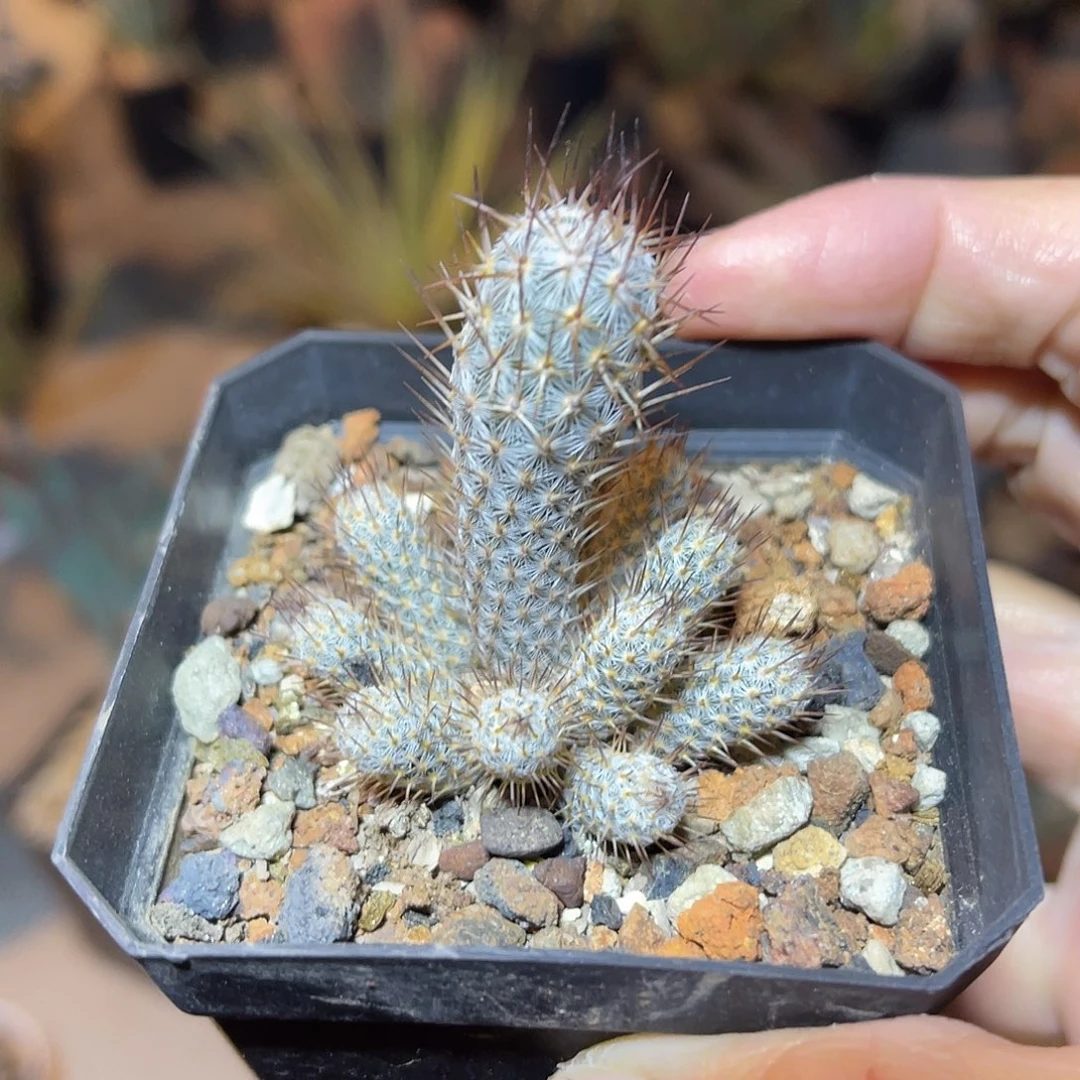 实生灰狐仙人球一物一拍