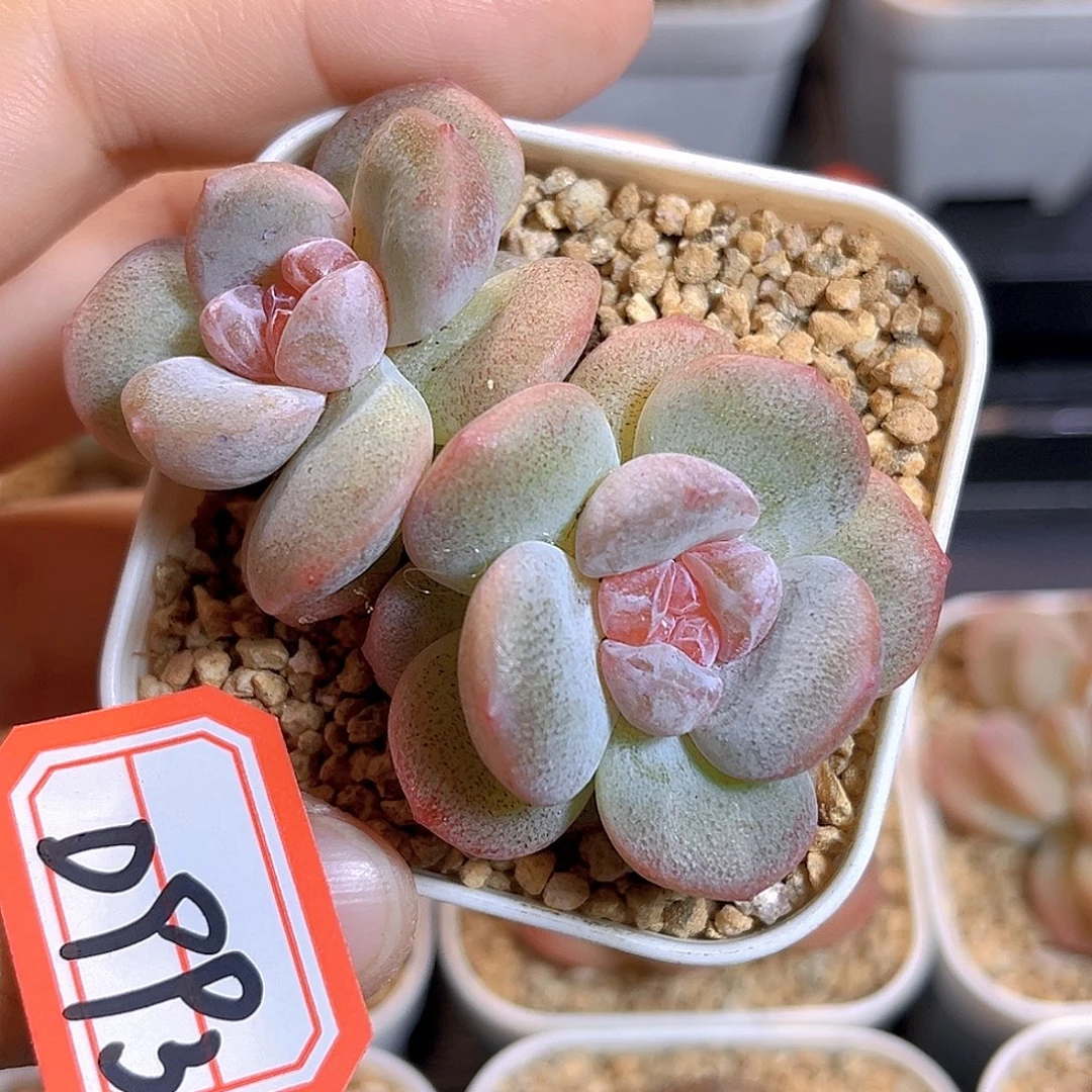 D993 一物一拍 雪花膏