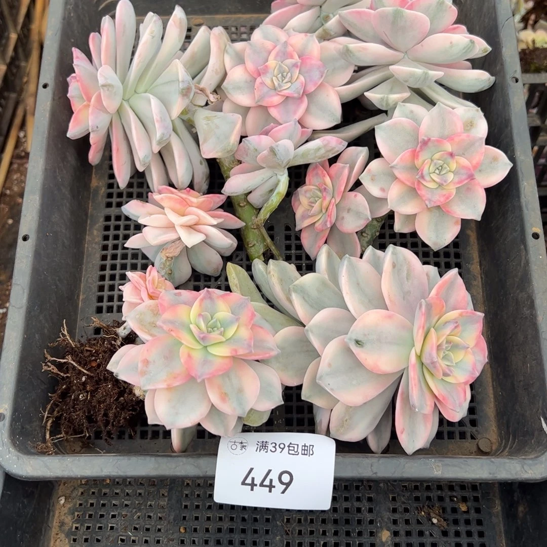 449多肉植物紫乐老桩
