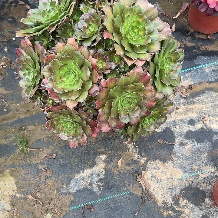 多肉法师植物链接25