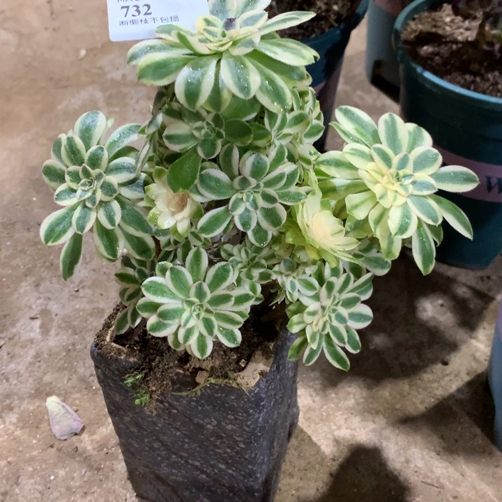 732保时捷多肉植物特价