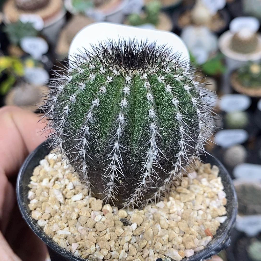 实生尤伯球206号 5cm