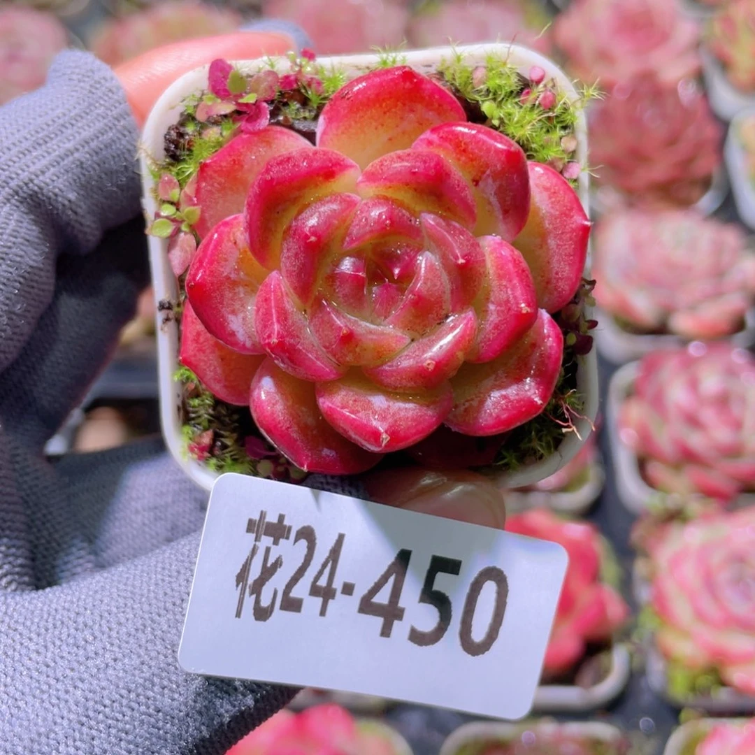 花利美24-450福利珍妮