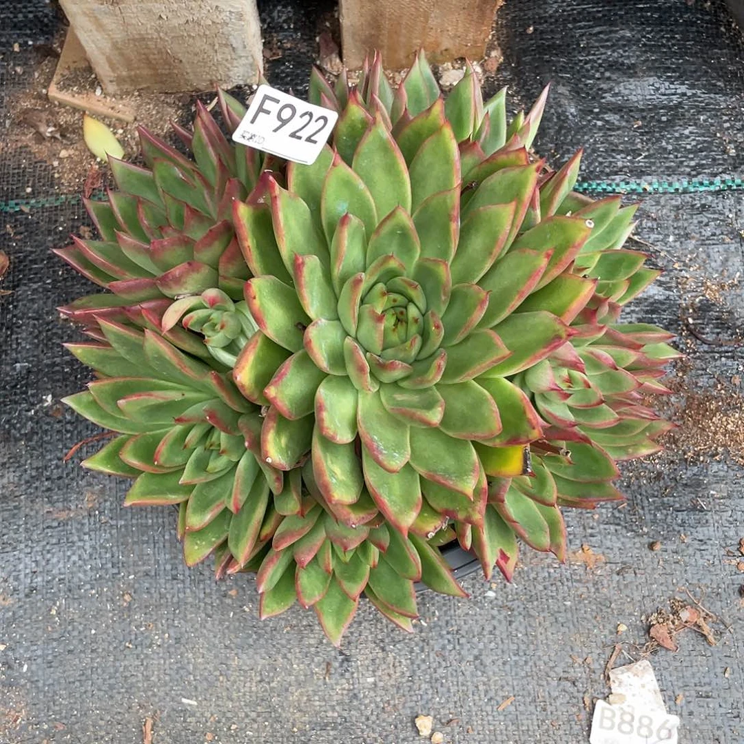 若如东云单拍F922