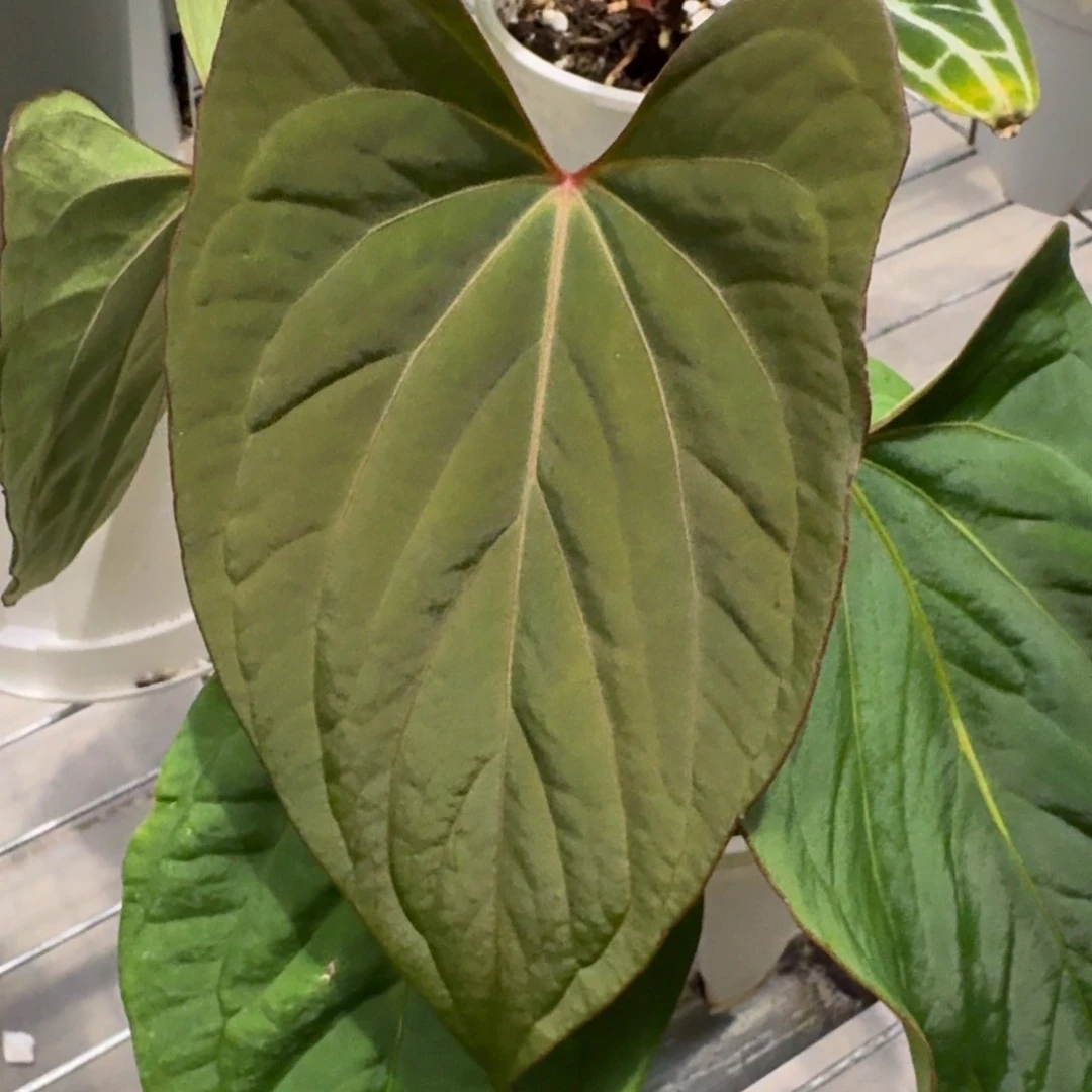 不开花植物1626 kuna杂fs