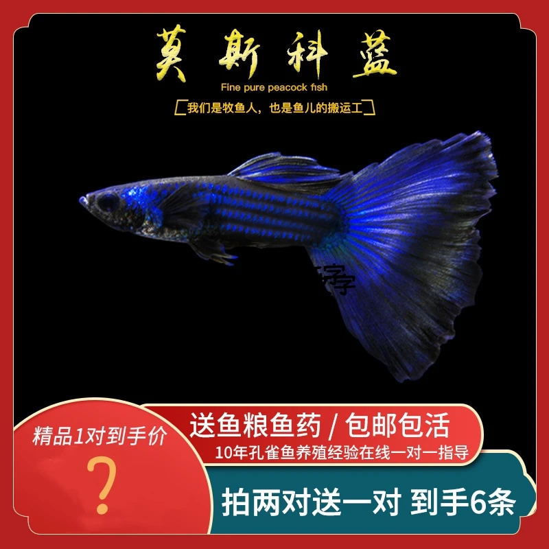 纯种莫斯科蓝孔雀鱼小型热带观赏鱼鱼苗淡水好养活体小鱼怀孕母鱼
