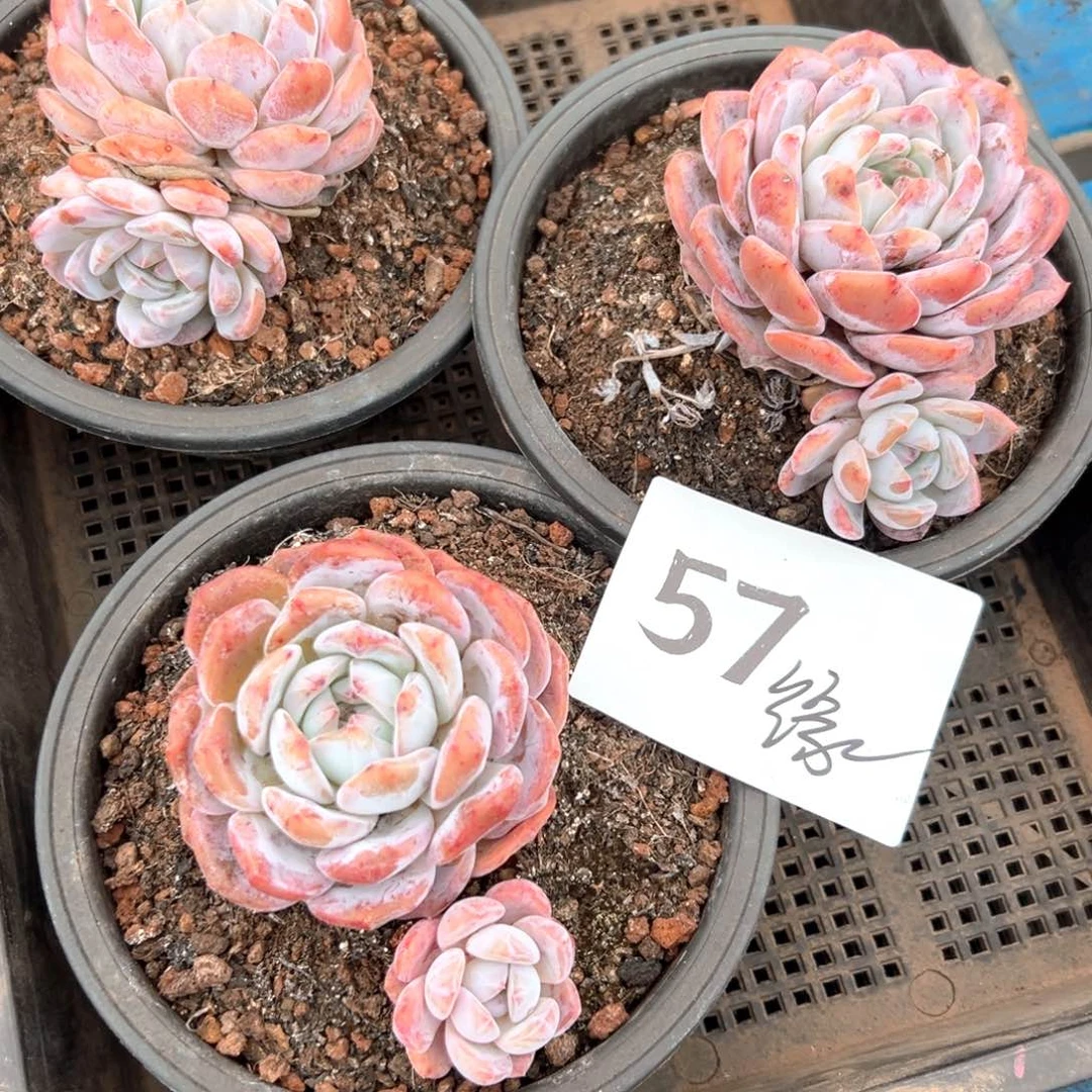 缘*?57-）好的很长很长 哈哈都好