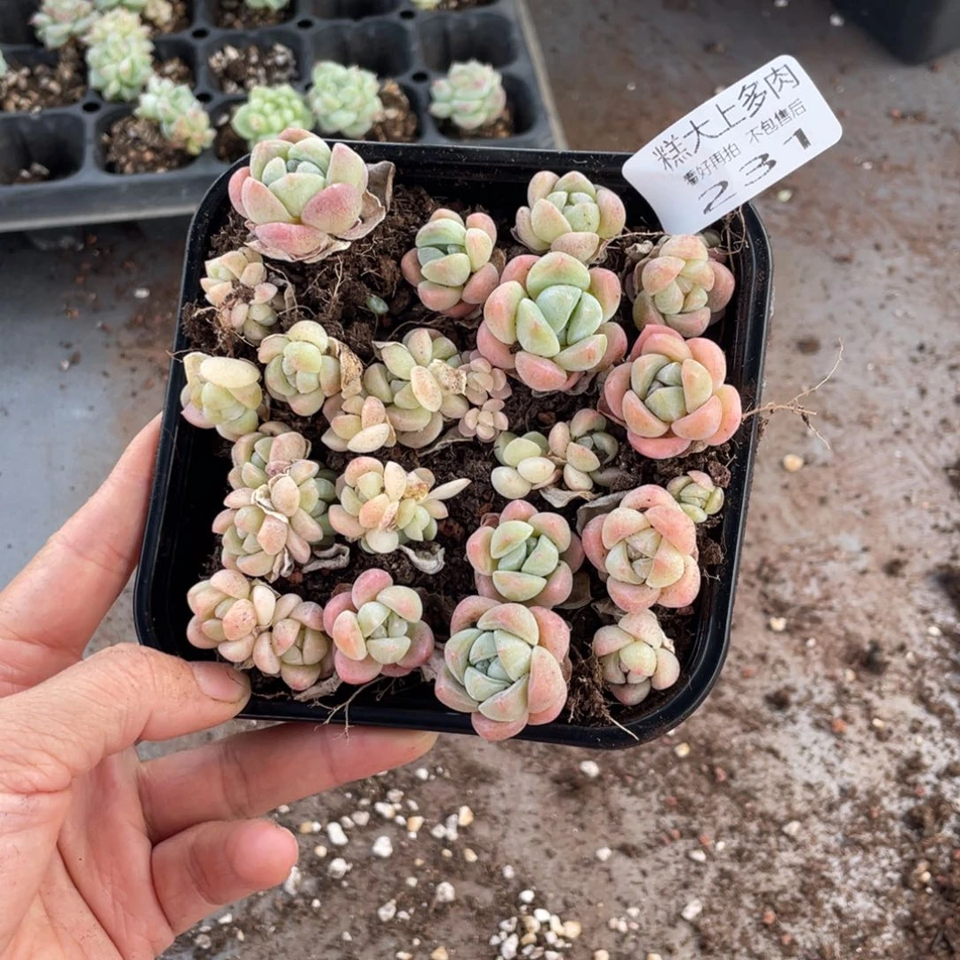糕大上多肉植物231