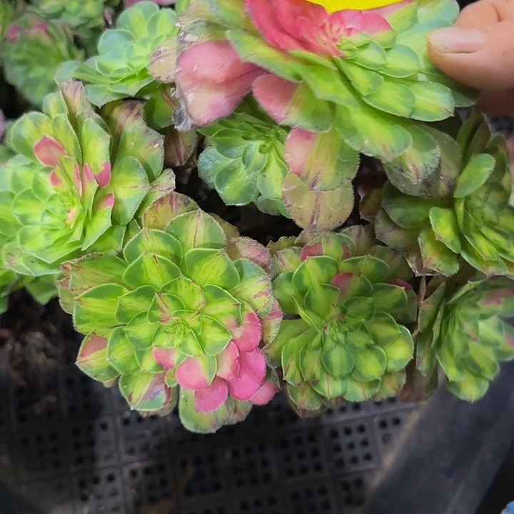 多肉植物福利来311个