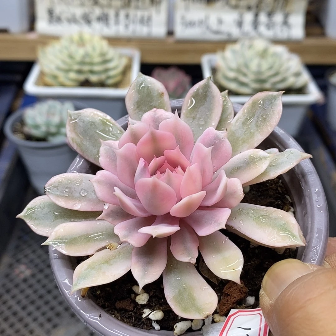 10120 粉蝶覆轮锦