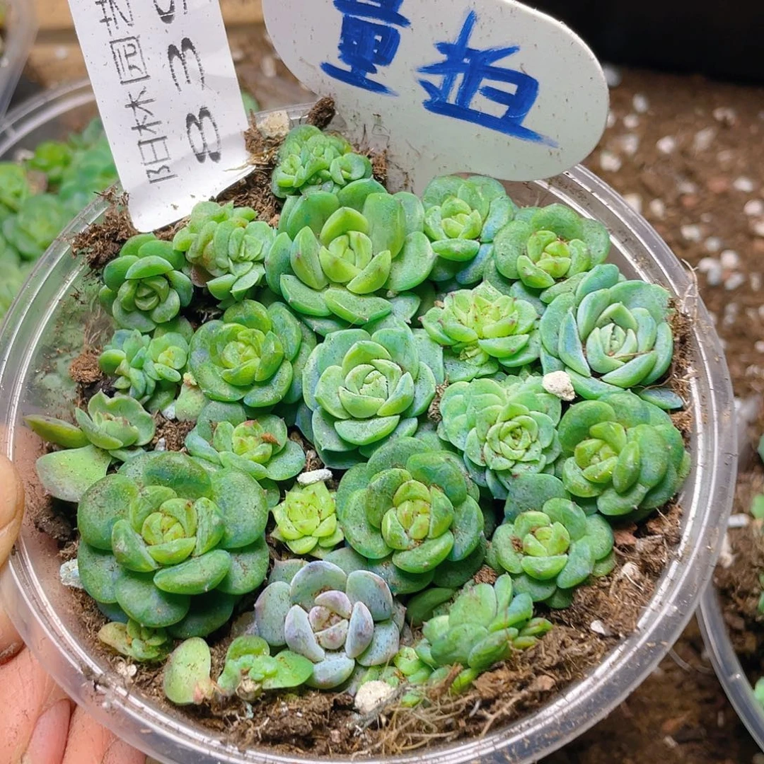 量拍多肉植物多肉植物839