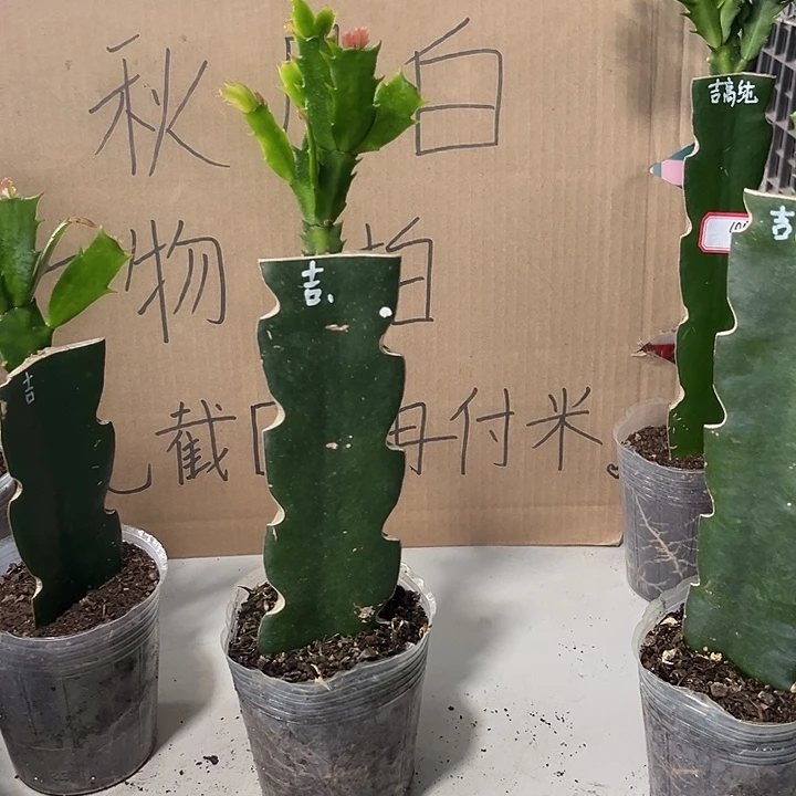 用***7当前无花朵，栽培后可花朵桑吉塔
