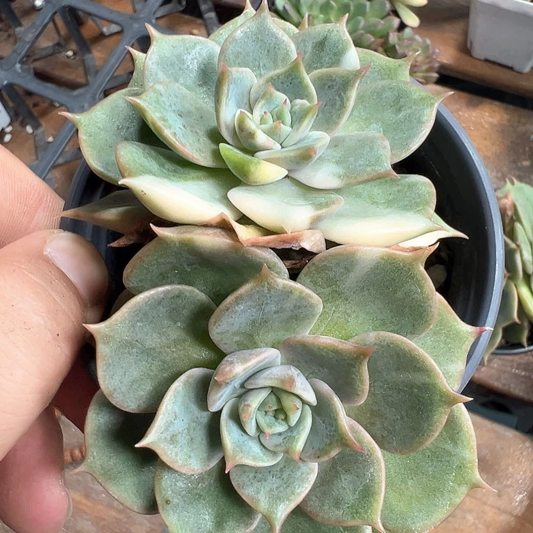 贝加尔湖锦 小方花圃非偏远一单包邮