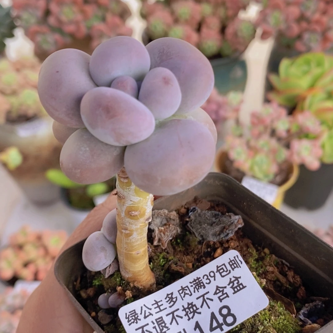 芭比奶洛老桩单头148多肉植物