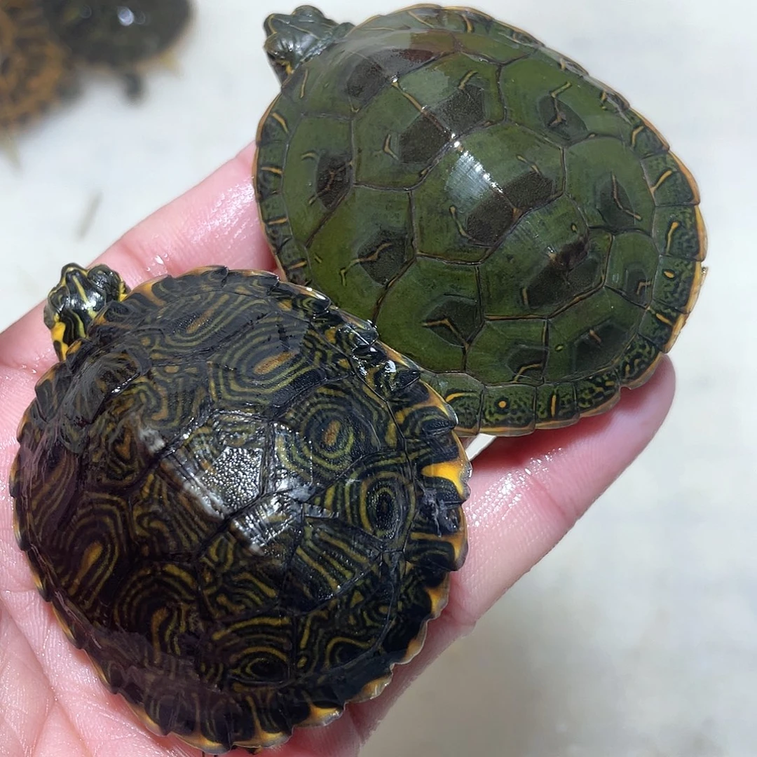 宠物龟不分公母耳西错甲