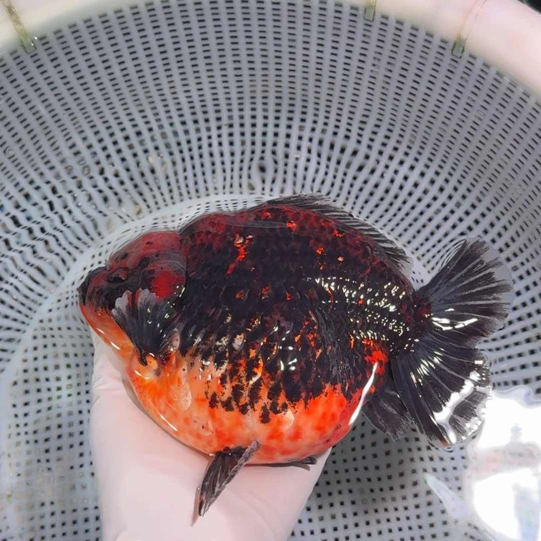 金鱼类不分公母15