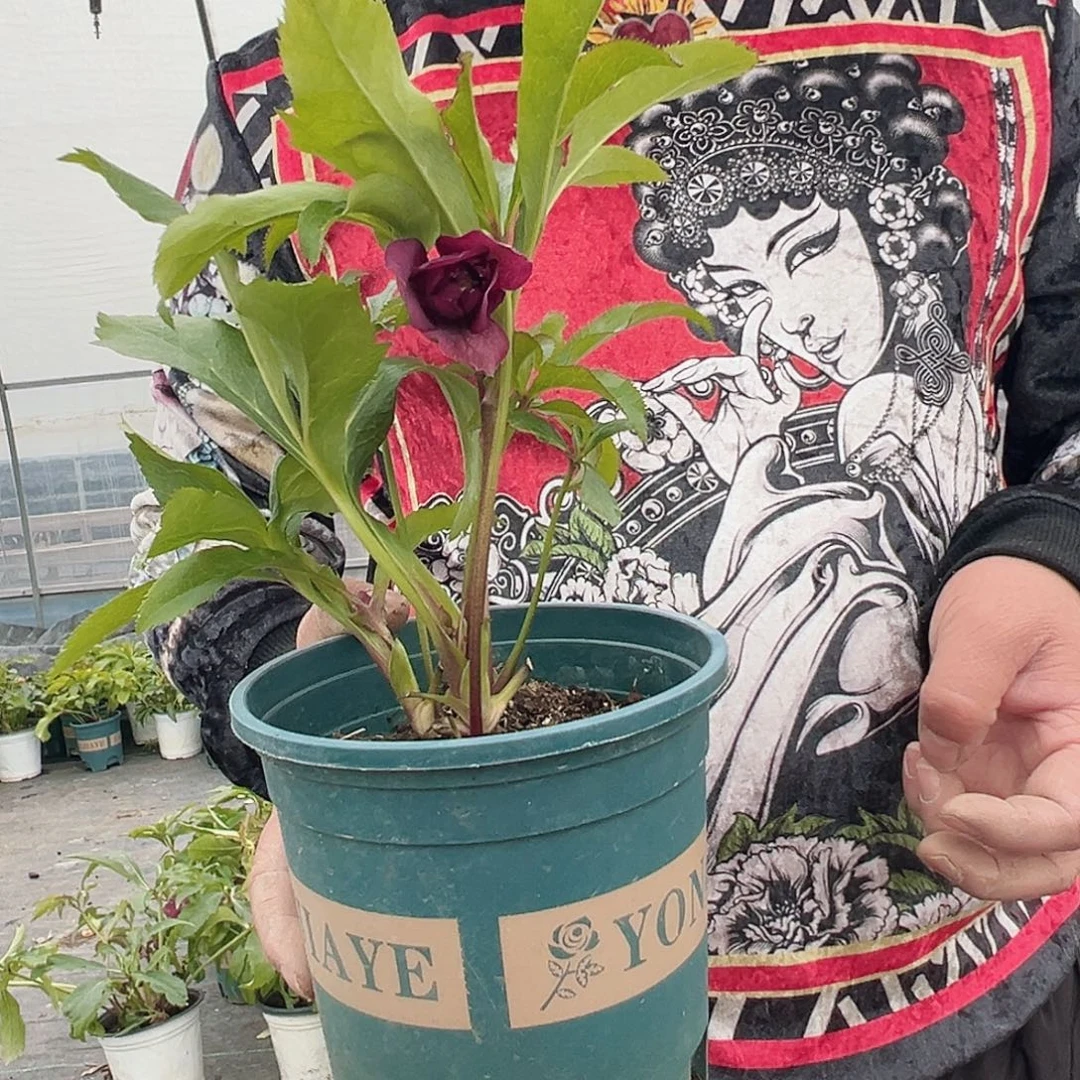 铁筷子和lol two就么咯哦