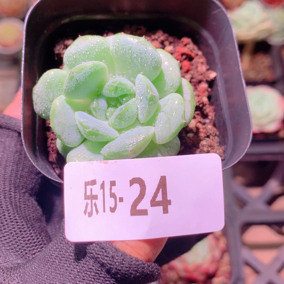 乐然15-24 柔情单头