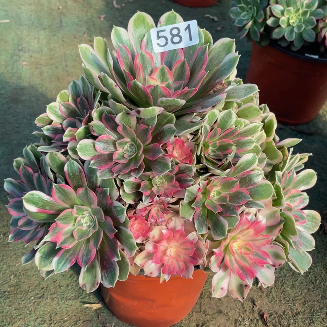 名***?581男神精品法师老桩