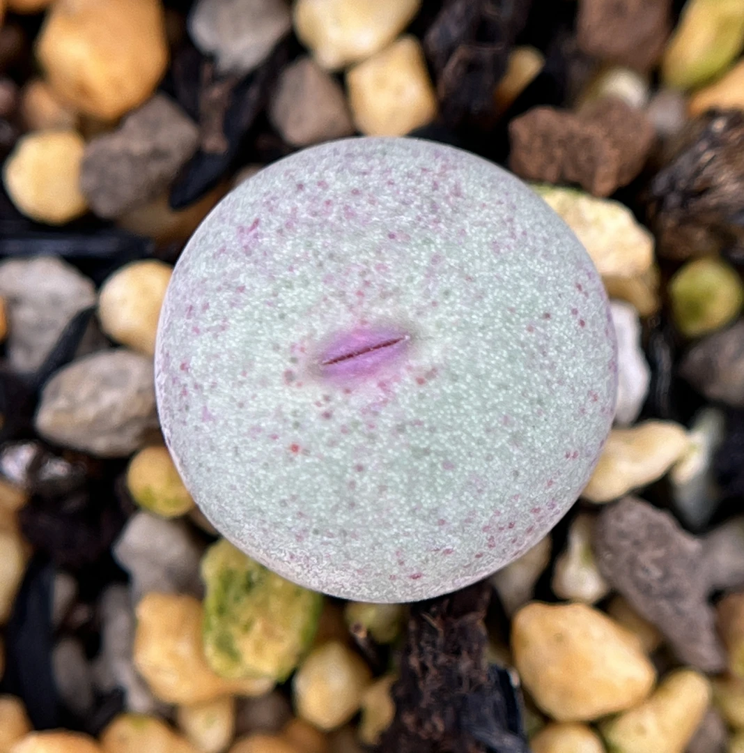 多肉肉锥 2年TS427红嘴 尺寸1-1.2Cm