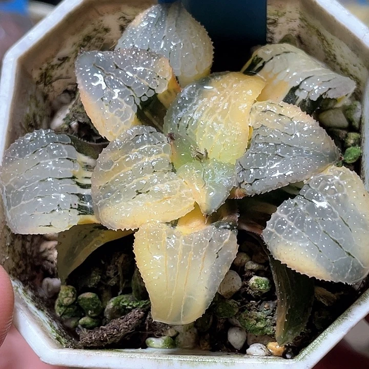 677亚成天空之镜锦特元福利