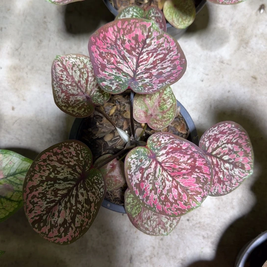 S****志206-1005泰国发货豹纹