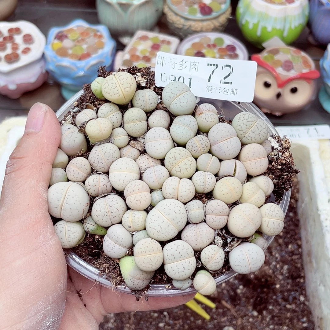 生石花18包邮0901-72