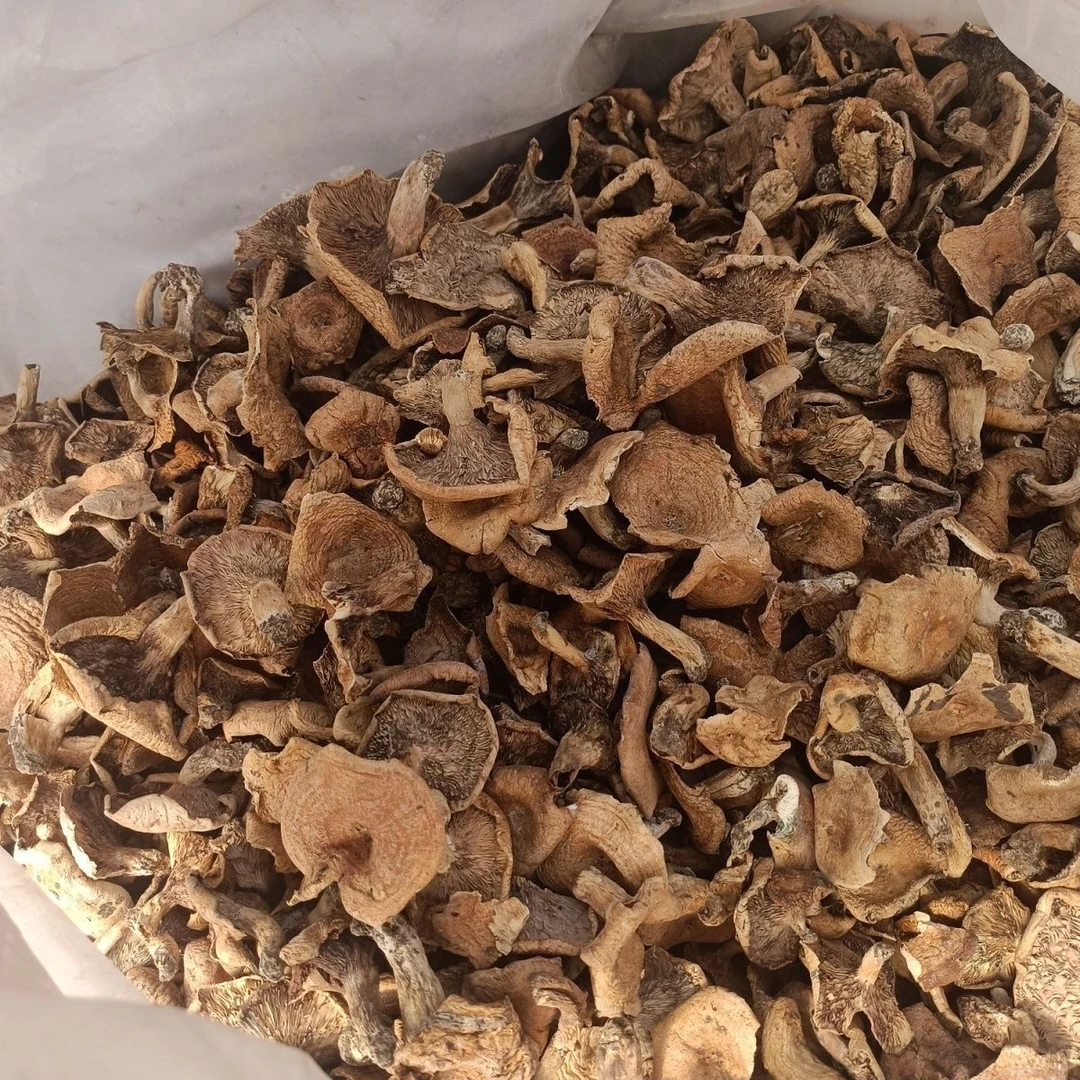 四川高原新鲜野生铜绿菌枞菌谷熟菌松树菌三九菇松乳菇顺丰包邮