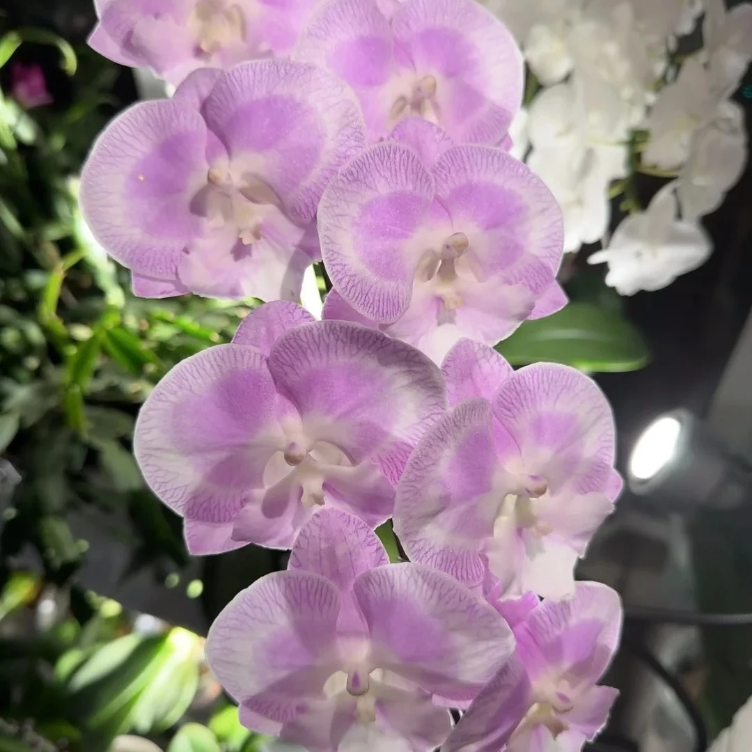 【哆啦A梦】蝴蝶兰粉色系大花3.0大苗好温柔好漂亮