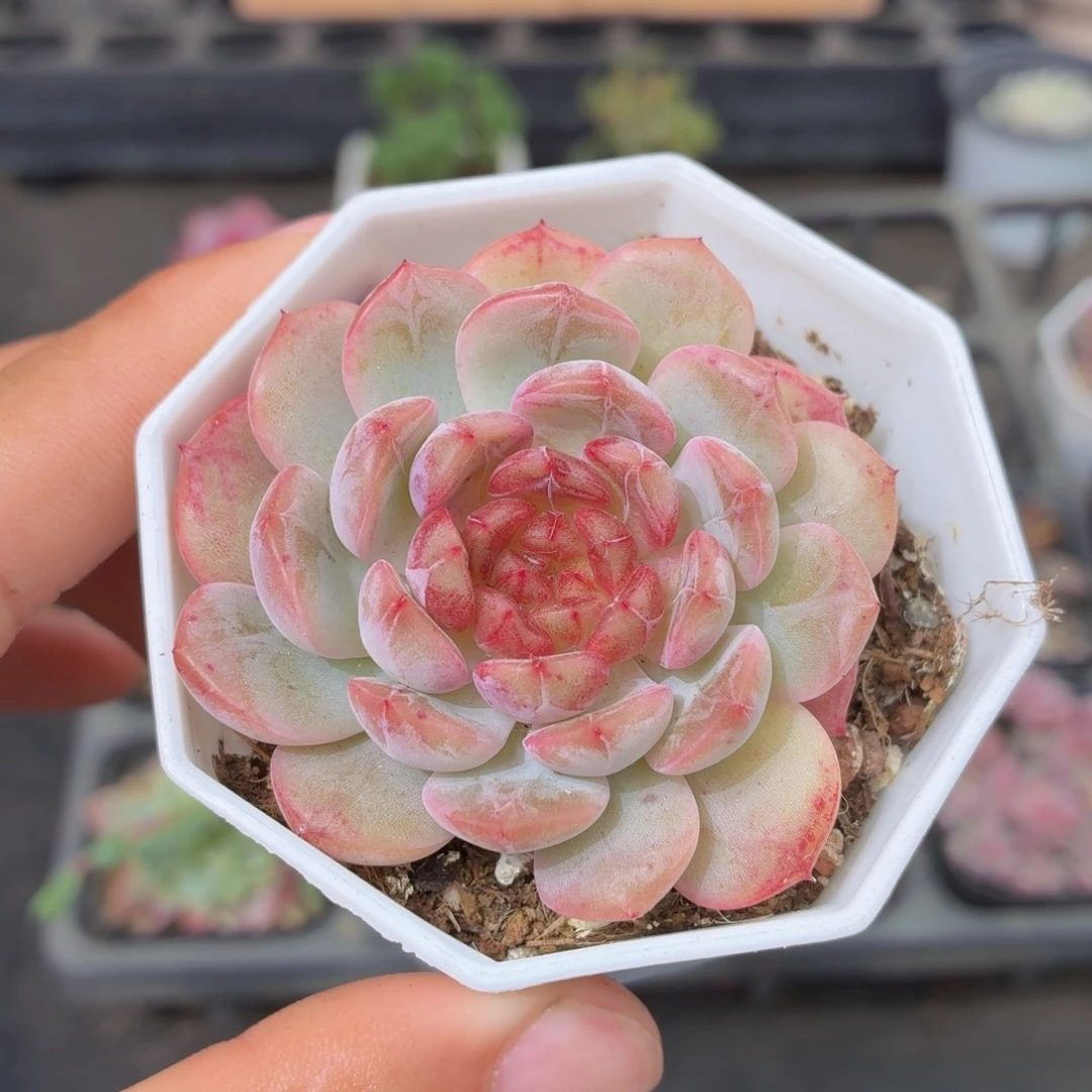 葡萄珍妮多肉9.9包邮发货