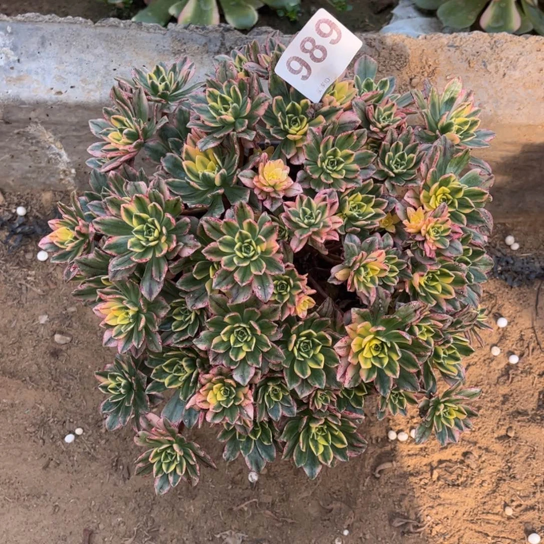 甜茶989不包断枝的