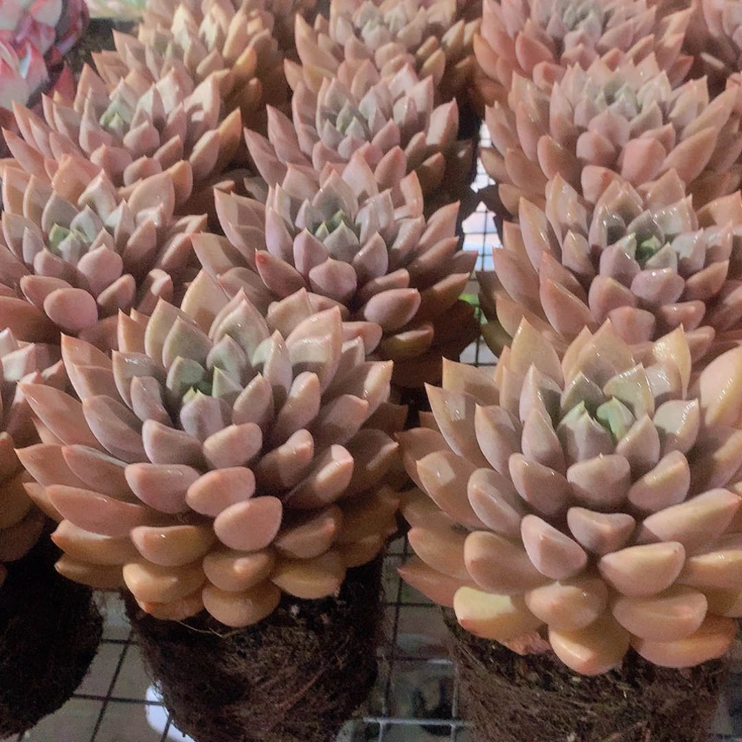 单头红象牙356678899999000