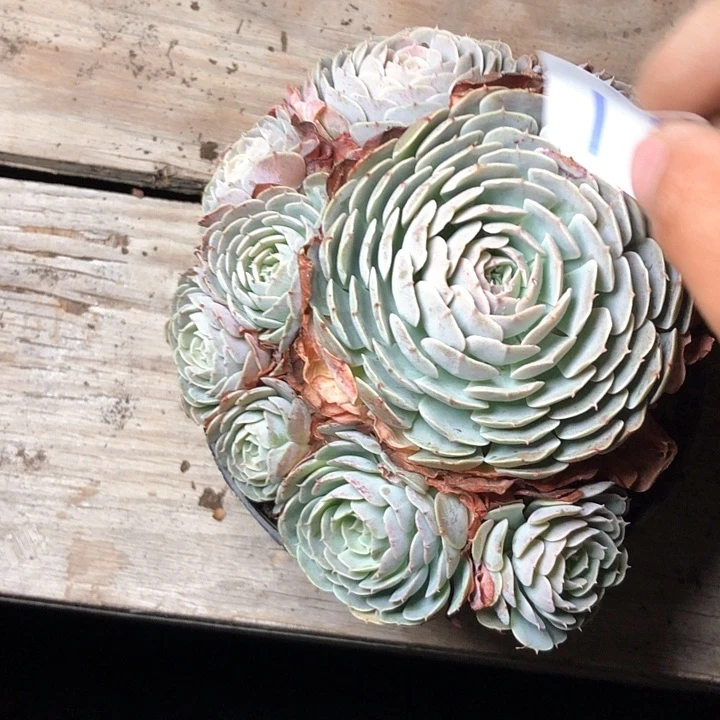 阳**丽17/////////////////