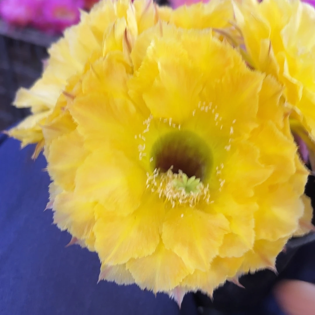 16-15无根侧牙四左右