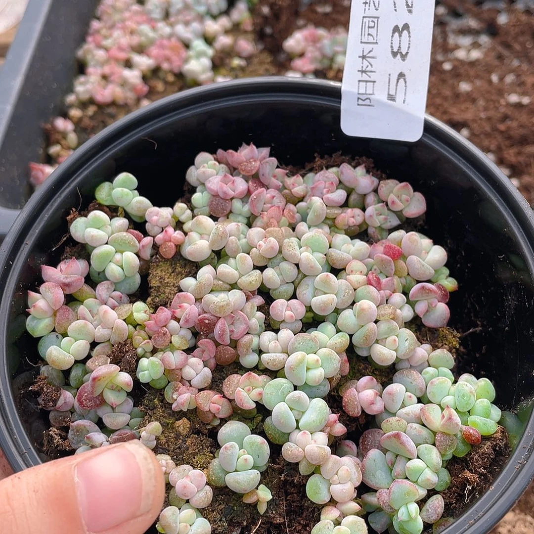 多肉植物多肉植物582